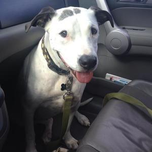 Meet your Posher, Devan